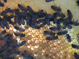 Miellerie des Grans Lacs abeilles-sur-cadre