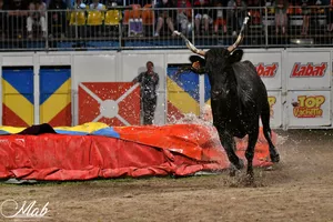spectacle toro piscine