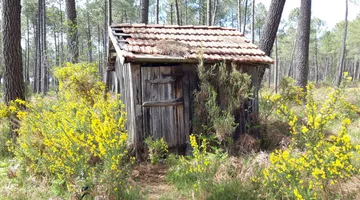Randonnée pédestre, la Forêt et les quartiers anciens Randonnée pédestre, la Forêt et les quartiers anciens