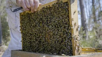 Les Ruchers du Born cadre d'abeilles Ruchers du Born Les Ruchers du Born cadre d'abeilles Ruchers du Born