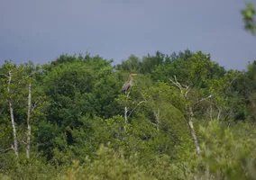 balade-nature-les-oiseaux-ete-©c.kwasniewski-2