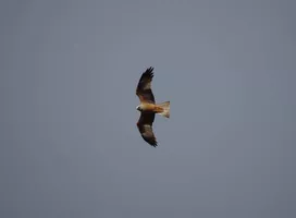 balade-nature-les-oiseaux-ete-©c.kwasniewski