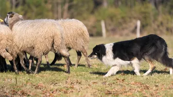 Concours chiens de troupeau sur brebis Concours chiens de troupeau sur brebis