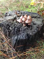 champignons-catherine-kwasniewski-3