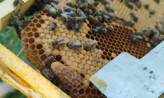 Découverte de l'apiculture et du miel des Landes de Gascogne Découverte de l'apiculture et du miel des Landes de Gascogne
