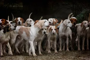 Coupe de France de chiens de troupeau Coupe de France de chiens de troupeau