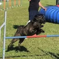 agility dog sport