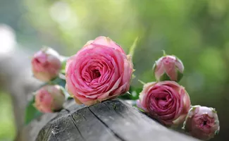 roses-octobre-biscarrosse