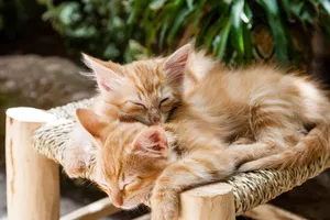 chats-chatons