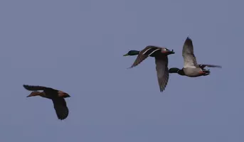 ©Catherine Kwasniewski (2)