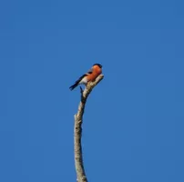 Bouvreuil pivoine mars 2026 ©C KWAS