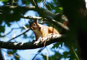 Balade nature, entre courant et forêt