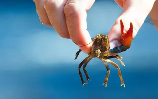 Pêche à l'écrevisse