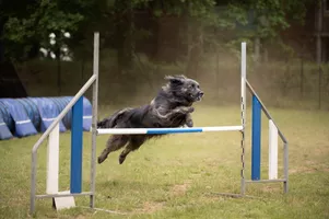 agility dog