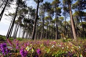 Aire naturelle de camping Les Bruyères Aire naturelle de camping Les Bruyères