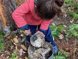 gemmage_enfant_pot_resine__Conservatoire_Landes_Gascogne