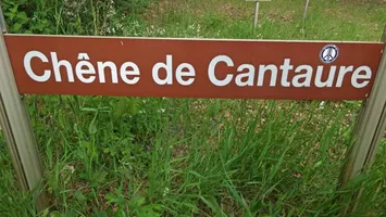 chene-du-cantaure-landes